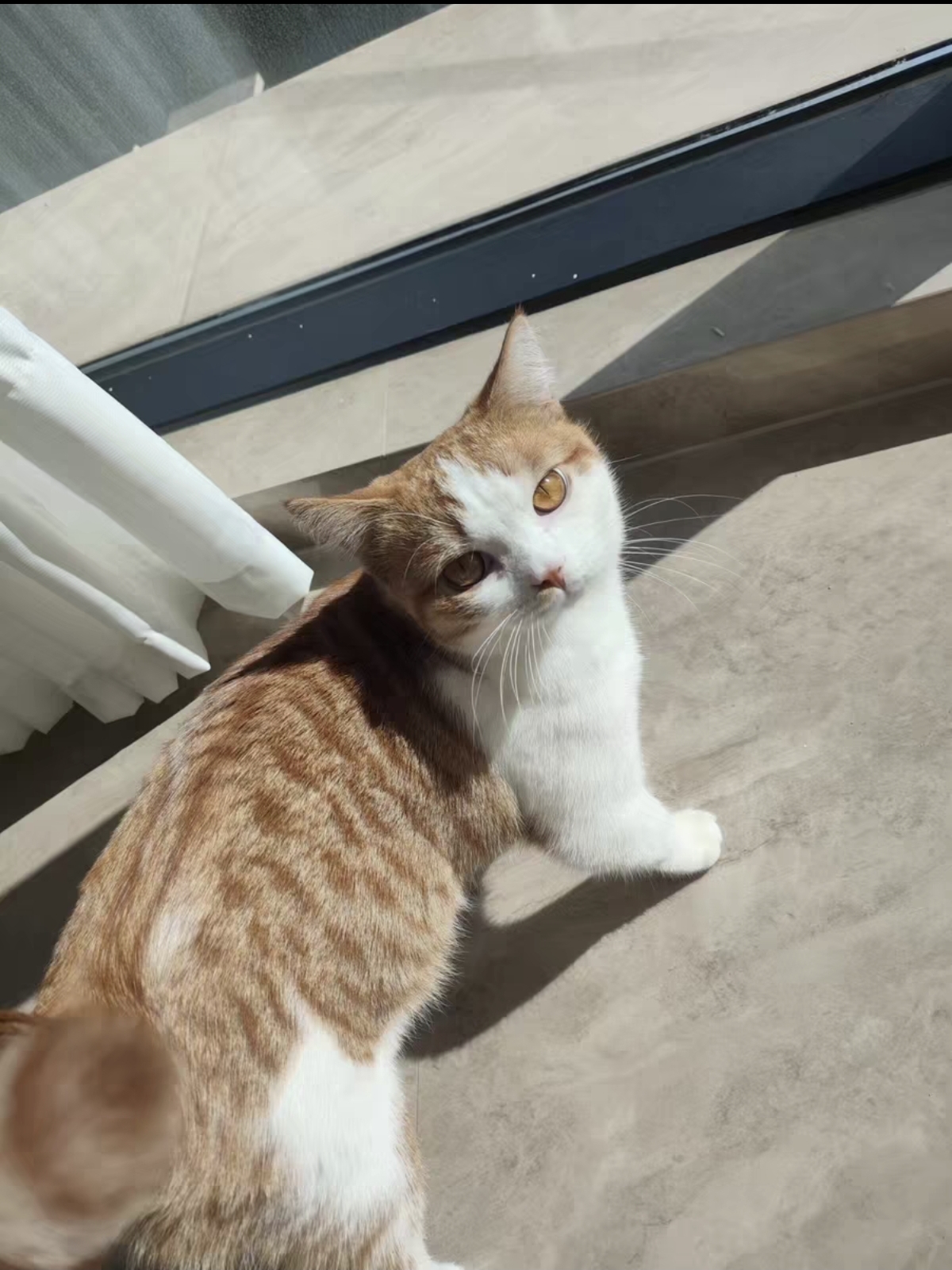 英短橘白,黄瞳,大包子脸,花纹清晰明显,色彩鲜艳,四个月疫苗全部打完